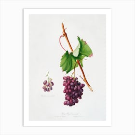 Grape Barbarossa (Vitis Vinifera) From Pomona Italiana (1817 - 1839), Giorgio Gallesio Art Print