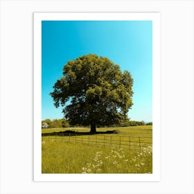 Large Oak Tree In A Field In the Summer Art Print