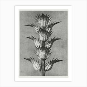 Bear S Breeches (1928), Karl Blossfeldt Art Print