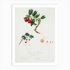 Red Thorn Apple (Crataegus Poliossea Sterilis) From Pomona Italiana (1817 1839), Giorgio Gallesio Art Print