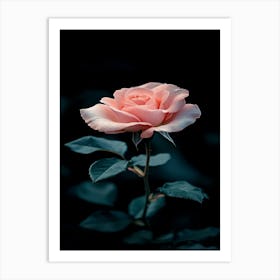 Pink Rose On Black Background 68 Art Print