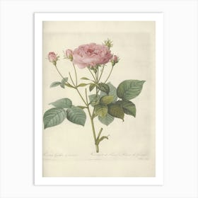 Rose Illustration, Pierre Joseph Redoute (23) Art Print