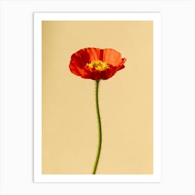 Single Red Poppy Art Print