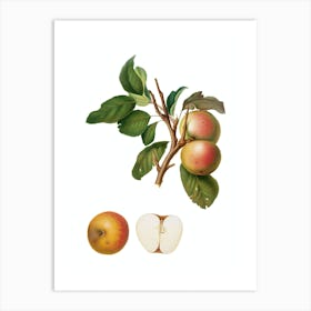 Vintage Pupina Apple Botanical Illustration on Pure White n.0228 Art Print
