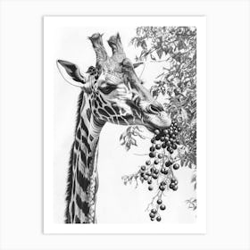 Giraffe Eating Berries Pencil Drawing 3 Art Print