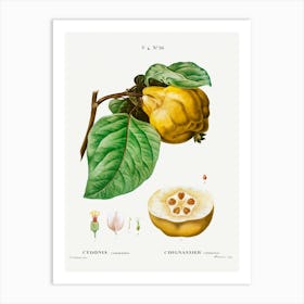 Quince, Pierre Joseph Redoute Art Print