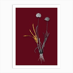 Vintage Allium Carolinianum Black and White Gold Leaf Floral Art on Burgundy Red n.0839 Art Print