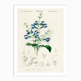 Salvia Patens, Charles Dessalines D' Orbigny Art Print