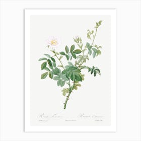 White Downy Rose, Pierre Joseph Redoute Art Print