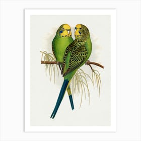 Parakeets Art Print