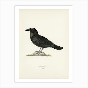 Common Raven (Corvus Corax), The Von Wright Brothers Art Print