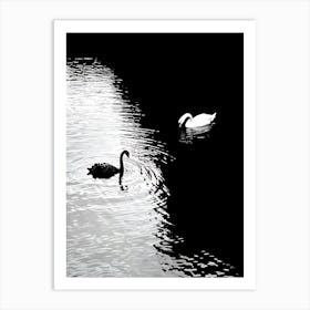 Swans In The Water 1 Art Print