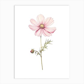 Cosmos Flower Vintage Botanical 1 Art Print