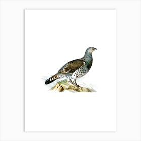 Vintage Western Capercaillie Bird Illustration on Pure White n.0102 Art Print
