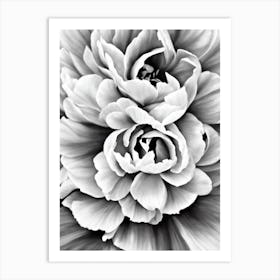 Peony B&W Pencil 3 Flower Art Print