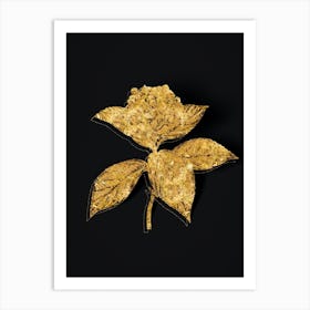 Vintage French Hydrangea Botanical in Gold on Black n.0470 Art Print