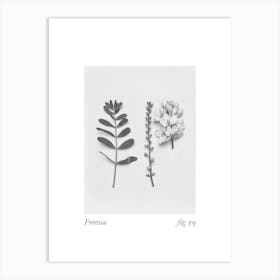 Freesia Botanical Collage 1 Art Print