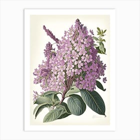 Lilac Floral 1 Botanical Vintage Poster Art Print