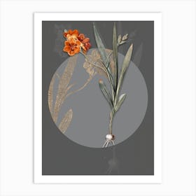 Vintage Botanical Ixia Miniata on Circle Gray on Gray n.0048 Art Print