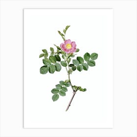 Vintage Pink Sweetbriar Rose Botanical Illustration on Pure White n.0629 Art Print
