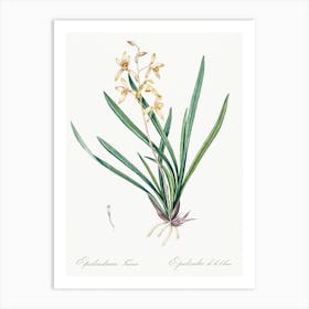 Epidendrum Sinense Illustration, Pierre Joseph Redoute Art Print