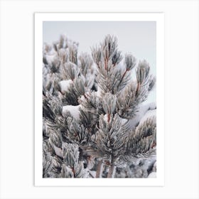 Blue Spruce Pine In Snow Art Print