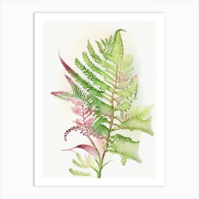 Sensitive Fern Wildflower Watercolour 2 Art Print