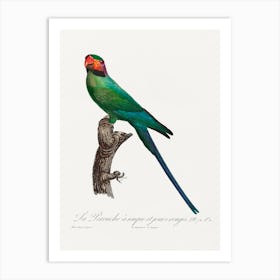 The Blossom Headed Parakeet With Red Cheeks From Natural History Of Parrots, Francois Levaillant Art Print