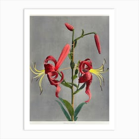 Lily, Hand Colored Collotype From Some Japanese Flowers (1900), Kazumasa Ogawa Art Print