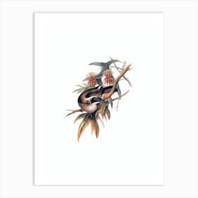 Vintage Helmeted Honeyeater Bird Illustration on Pure White Art Print