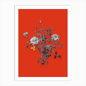 Vintage Dwarf Rosebush Black and White Gold Leaf Floral Art on Tomato Red n.0802 Art Print