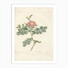 Rose Illustration, Pierre Joseph Redoute, Pierre Joseph Redoute (114) Affiche