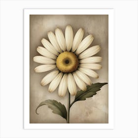 Daisy Canvas Print Denmark Art Print