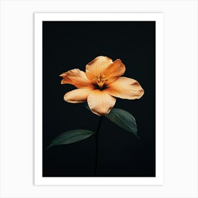 Orange Flower 10 Art Print