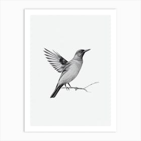 Blackbird B&W Pencil Drawing 2 Bird Art Print