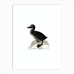 Vintage Common Eider Duck Illustration on Pure White Art Print