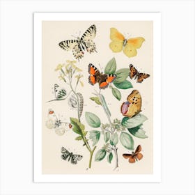 Butterflies And Flowers 1 Art Print