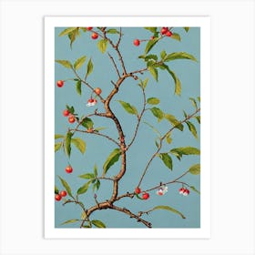 Surinam Cherry 2 Vintage Botanical Fruit Art Print