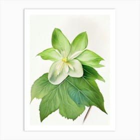 Mayapple Wildflower Watercolour 1 Art Print