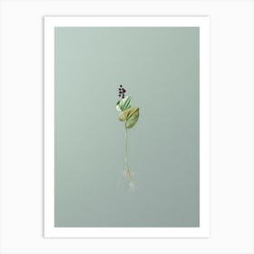 Vintage Mayanthemum Botanical Art on Mint Green Art Print