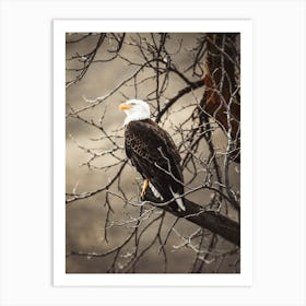 Bald Eagle On Branch Art Print