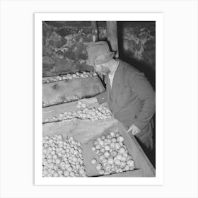 Fsa (Farm Security Administration) Client Examining Apples Which Are Stored In Bins In His Cellar, Near Bradford Art Print