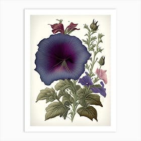 Wild Petunia Wildflower Vintage Botanical 1 Art Print