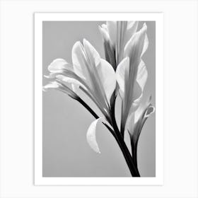 Gladioli B&W Pencil 1 Flower Art Print