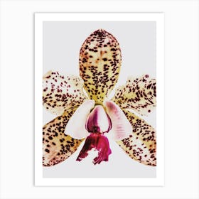 Coral Orchid Art Print