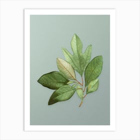 Vintage Bay Laurel Branch Botanical Art on Mint Green n.0152 Art Print