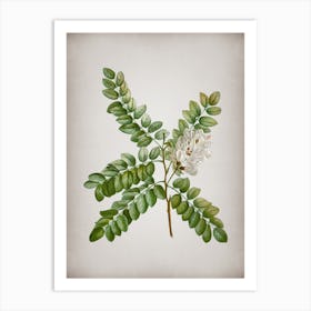 Vintage Clammy Locust Botanical on Parchment Art Print