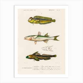 Different Types Of Fishes, Charles Dessalines D'Orbigny 5 Art Print