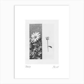 Daisy Botanical Collage 8 Art Print