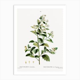 Sea Myrtle, Pierre Joseph Redoute Art Print